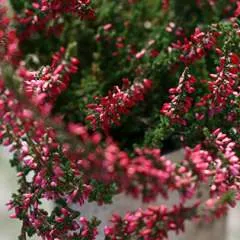 Mary photo on Jungo Live