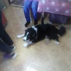 David photo on Jungo Live