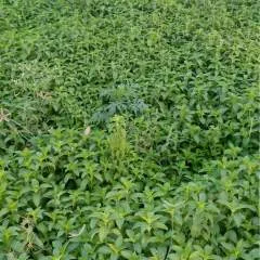 Arjun Yadav photo on Jungo Live