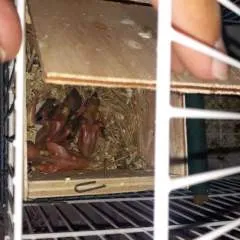 Maia photo on Jungo Live