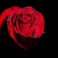 Love photo on Jungo Live