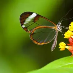 Chandima photo on Jungo Live