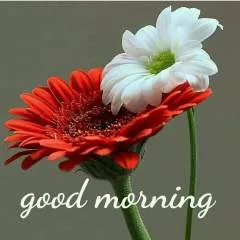 Gangadhar photo on Jungo Live