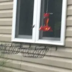 Brandy photo on Jungo Live