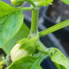 Williams Andry photo on Jungo Live