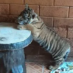 Lil Lina photo on Jungo Live