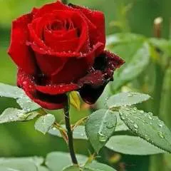 Suraj Ram photo on Jungo Live