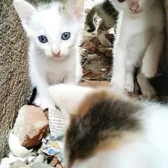 Gay Gay photo on Jungo Live