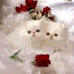 David photo on Jungo Live