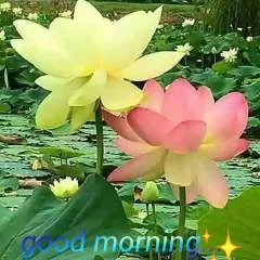 Ns photo on Jungo Live