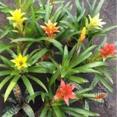 Willoughbi photo on Jungo Live