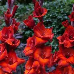 Abcxyz photo on Jungo Live