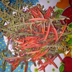 Jonathan photo on Jungo Live