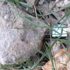 Gwamba photo on Jungo Live