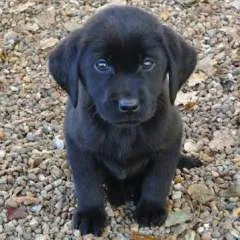 Raaj photo on Jungo Live