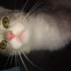 Juancho photo on Jungo Live