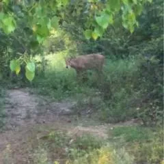 Shiva photo on Jungo Live