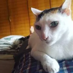 Chris photo on Jungo Live