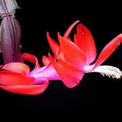 Audery Fabrice photo on Jungo Live