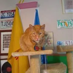 Troy photo on Jungo Live