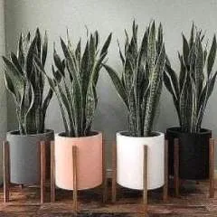 Rolx photo on Jungo Live