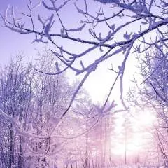 Bradley photo on Jungo Live