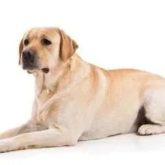 Ajith photo on Jungo Live