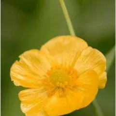 Kulu Kumar photo on Jungo Live