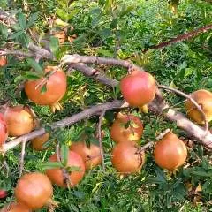 Chanu photo on Jungo Live