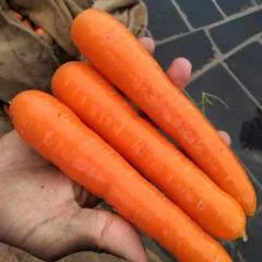 Raj photo on Jungo Live