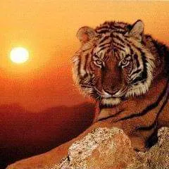 Password.... photo on Jungo Live