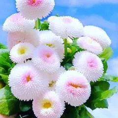 Daddy Anthony photo on Jungo Live