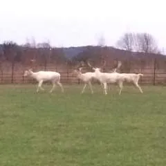 Nizzuc photo on Jungo Live