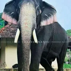 Cheeru photo on Jungo Live