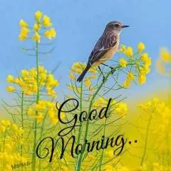 Nagaraj photo on Jungo Live