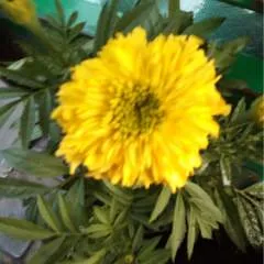 L photo on Jungo Live