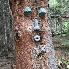 Rico photo on Jungo Live