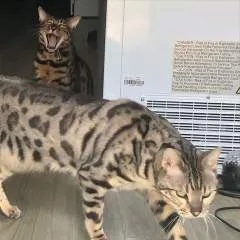 Shell photo on Jungo Live