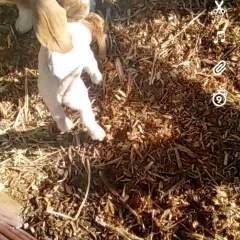 Sucker photo on Jungo Live