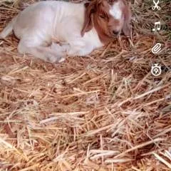 Sucker photo on Jungo Live