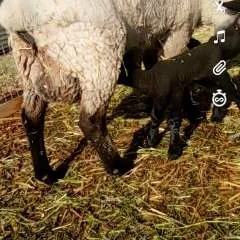 Sucker photo on Jungo Live