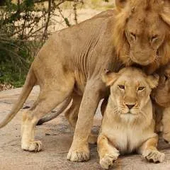 Jas photo on Jungo Live