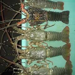 Mdh Rashid photo on Jungo Live