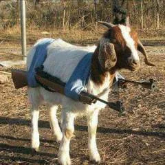 Raja photo on Jungo Live