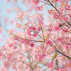 Manav Ray photo on Jungo Live