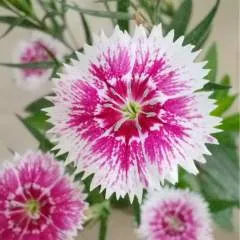 Simanta photo on Jungo Live