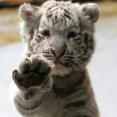 Tigertrainer66 photo on Jungo Live