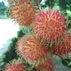 Bin photo on Jungo Live