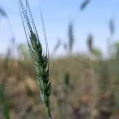 Wajeeh photo on Jungo Live