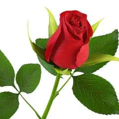 Achumon photo on Jungo Live